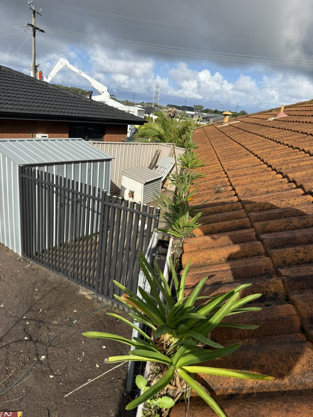 Gutter before cleaning, full of leaves and lichen-covered tiles